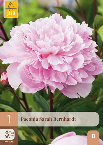 1 PAEONIA SARAH BERNHARDT