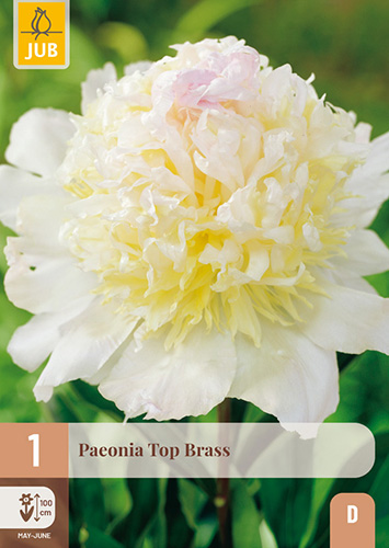 1 PAEONIA TOP BRASS