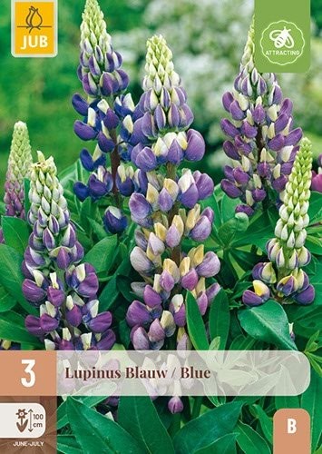 3 LUPINUS  BLAUW / BLUE
