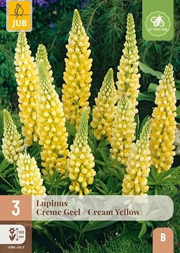 3 LUPINUS CREME GEEL / CREME YELLOW