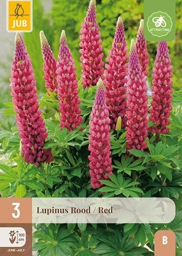 3 LUPINUS ROOD/ RED