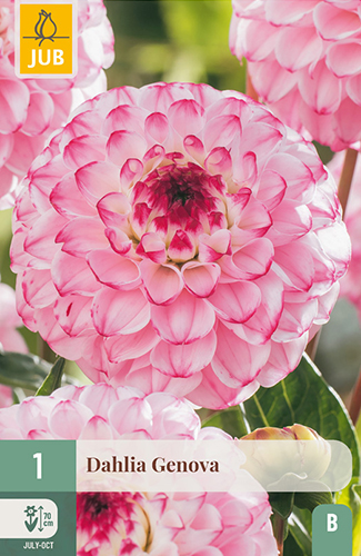 1 DAHLIA GENOVA